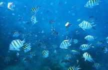 Marathon Snorkeling and Sandbar Adventure