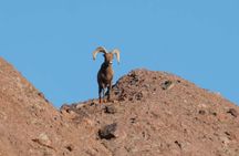Phoenix Sights & Stories Sunset Tour: Downtown & Papago Park