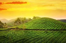 5 Days Luxury Kerala Tour with Houseboat Experience Private Tour