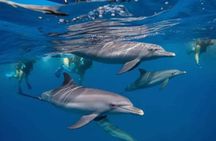 Southern Zanzibar Salaam Cave Snorkeling with Pungume Dolphins