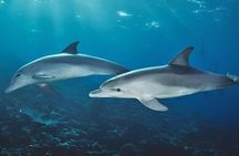 Southern Zanzibar Salaam Cave Snorkeling with Pungume Dolphins