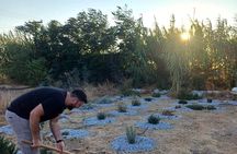 Naxos Herbal Garden Experience: Plant, Explore & Adopt Your Herb