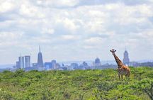 Half Day Nairobi National Park Safari with Free pickup & drop-off