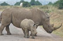 Half Day Nairobi National Park Safari with Free pickup & drop-off
