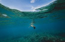 Ruins to the Sea Exclusive Tulum Tour and Snorkel at Mayan Reef