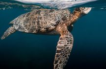 Ruins to the Sea Exclusive Tulum Tour and Snorkel at Mayan Reef