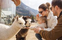 Nami Island & Railbike & Alpaca Garden Cafe
