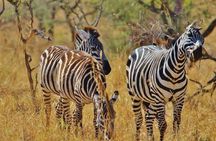 10 Day Serengeti Safari, Ngorongoro and Zanzibar Beach