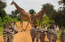 10 Day Serengeti Safari, Ngorongoro and Zanzibar Beach