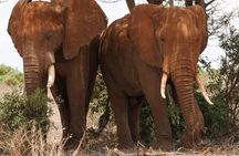 Full Day Tsavo East Safari from Mombasa with Lunch