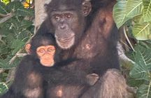 Hippos Chimpanzees and Stone Circles Cycling Experience