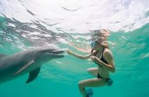Luxury Private Speedboat to Dolphin House| 3 Islands| Snorkeling
