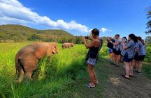 Elephant Sanctuary + Waterfall + Bamboo Rafting One Day Trip