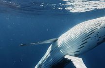 Whale Watching and Swimming with Humpback Whales in Moorea