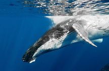 Whale Watching and Swimming with Humpback Whales in Moorea