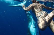 Whale Watching and Swimming with Humpback Whales in Moorea