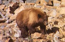 Private Evening/Sunset Wildlife Encounter Tour
