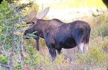 Private Evening/Sunset Wildlife Encounter Tour