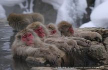 Snow Monkey Park, Zenko-ji Temple & Foodie Tour from Nagano