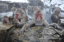 Snow Monkey Park, Zenko-ji Temple & Nagano Foodie Tour from Tokyo