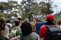 Karen Blixen Museum Giraffe Center & Maasai Market Shopping Tour