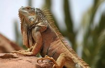 Goat on trees & Crocodile Park Including Tickets and Hotel Pickup
