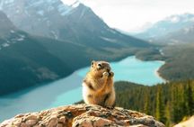 Icefields Parkway, Peyto Lake, Bow Lake & Columbia Icefield