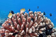 Private Romantic Scuba Experience with Tahitian Black Pearl