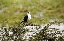 2 Days Tanzania Safaris - Tarangire & Ngorongoro Crater