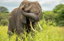 5 Days Tanzania Safari- Tarangire, Serengeti, Ngorongoro, Manyara