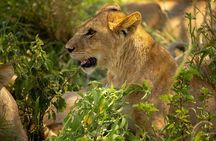 5 Days Tanzania Safari- Tarangire, Serengeti, Ngorongoro, Manyara