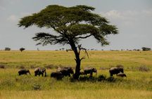 5 Days Tanzania Safari- Tarangire, Serengeti, Ngorongoro, Manyara