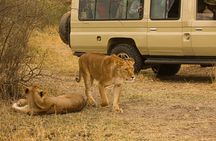 4 Days Tanzania Safari - Tarangire, Serengeti, Ngorongoro Crater