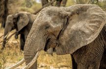 6 Days Tanzania Lodge Safari