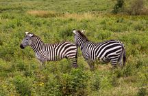 3 Days Tanzania Safari - Manyara, Ngorongoro & Tarangire