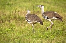 2 Days Tanzania Safari - Lake Manyara and Tarangire National Park