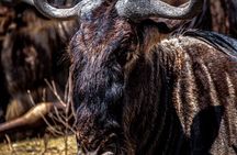 2 Days Tanzania Safari - Lake Manyara and Tarangire National Park