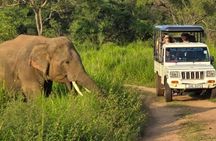 Wasgamuwa National Park Safari Jeep Tour Wildlife Encounters