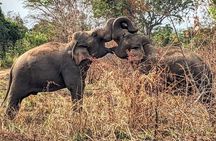 Wasgamuwa National Park Safari Jeep Tour Wildlife Encounters