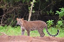 Yala Safari Private tour -4.30am to 12pm