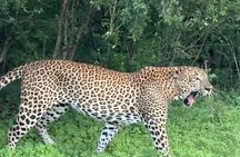 Yala Safari Private tour -4.30am to 12pm