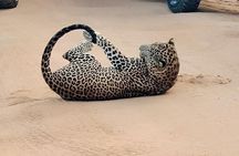 Yala Safari Private tour -4.30am to 12pm