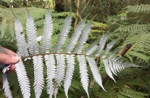 Piha Beach, Waterfall and Rainforest Tour from Auckland