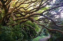 Piha Beach, Waterfall and Rainforest Tour from Auckland