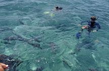 Half-Day Private Barrier Reef Snorkeling in San Pedro