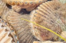 Scalloping Adventure Private Activity in Nature Coast Florida