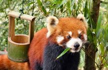 Chengdu Panda Valley and Mount Qingcheng All Inclusive day Tour