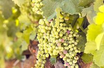 From Madrid to Ribera del Duero Vineyards and Towns Reconditos