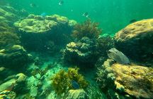 Puerto Morelos Reef Snorkeling Tour with Local Guide Victor