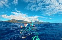 Private boat tour to swim with whales